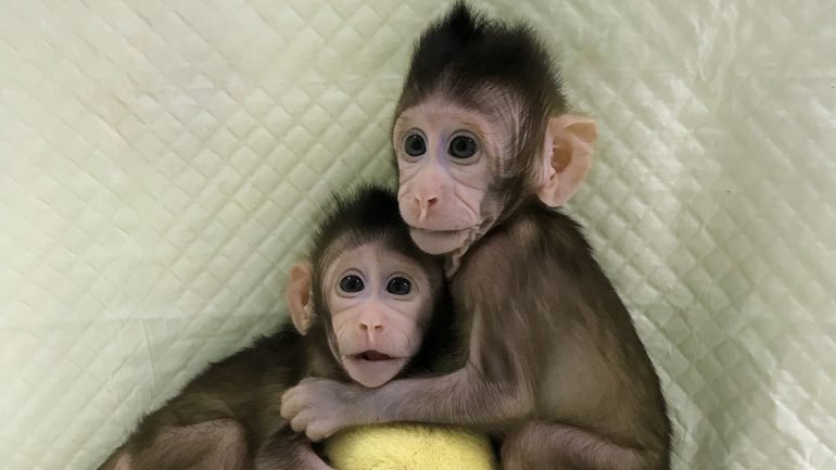 Resultado de imagem para macacos clonados na china