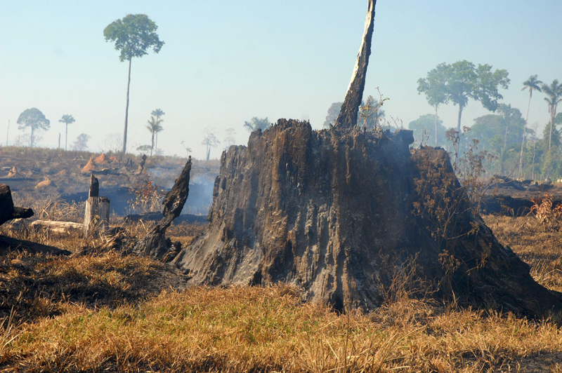 Desmatamento na Amazônia