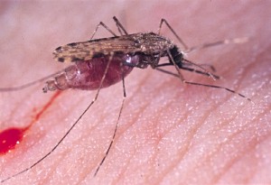 Anopheles, mosquito transmissor da malária.