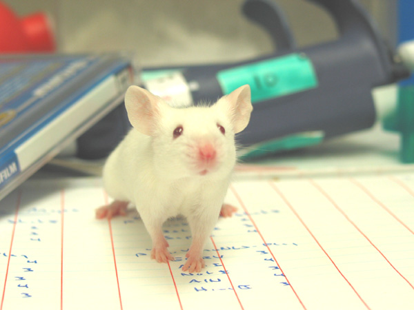 Laboratórios terão cinco anos para abandonar o uso de animais nas pesquisas (foto: divulgação)