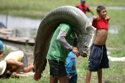 O pirarucu é o maior peixe de água doce, chegando a atingir até dois metros de comprimento, mas não é considerado perigoso (Foto: Raimundo Valentim)