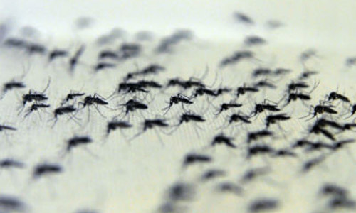 aedes_eliminar a dengue_Foto_Peter Ilicciev