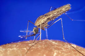 malária 1