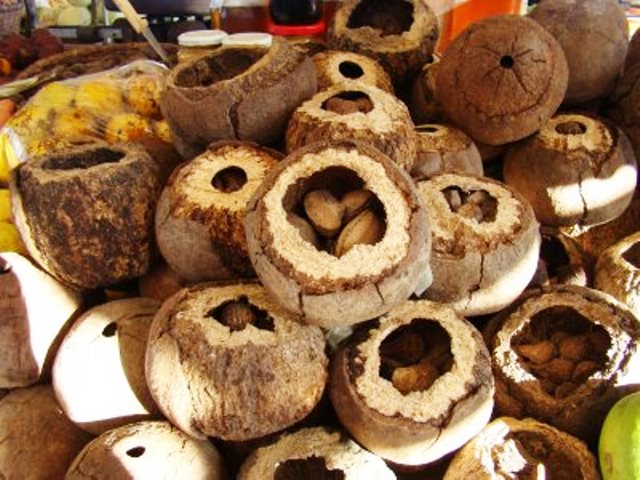 Ouriço, que envolve a castanha-do-Brasil, é aproveitado para virar plástico (Foto: Divulgação)