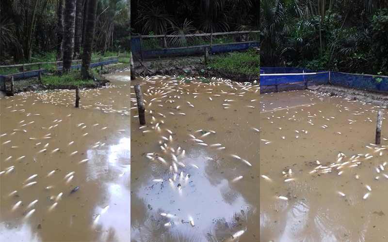 Peixes mortos após vazamento de óleo de uma carreta que tombou na AM-010 (Foto: Divulgação)