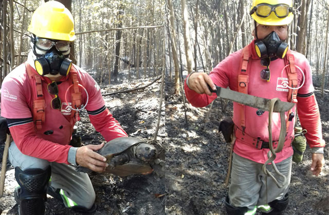 Corpo de Bombeiros encontrou animais mortos pelo fogo no Parque Nacional do Jaú (Fotos: Divulgação)