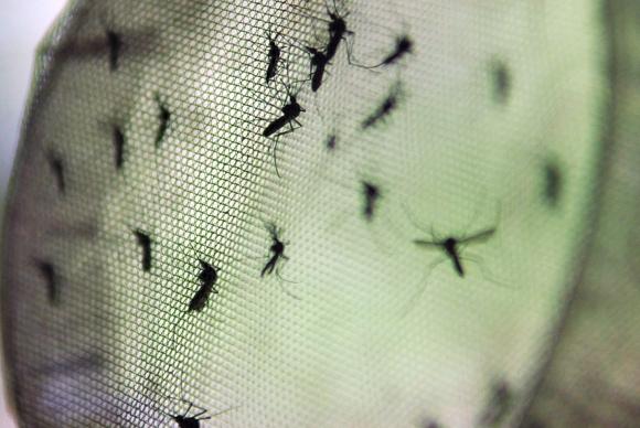 mosquito dengue zika virus Foto EBC