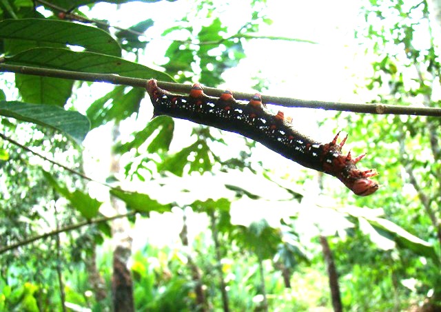 lagarta da espécie Mandarová Embrapa