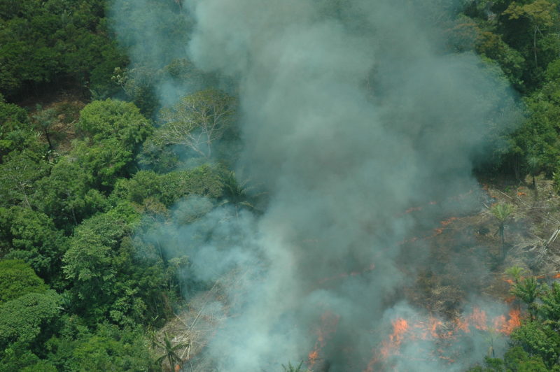 queima do ro_ado no municipio de Tef_ Divulgação Ipaam