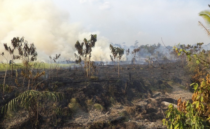 Áreas de queimadas e desmatamento ficam próximas a três rodovias (Foto Ipaam/Divulgação)