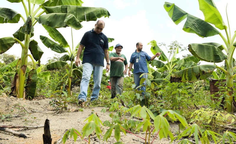 Banana cultivada com mandioca: culturas diferentes conservam nutrientes do solo (Foto: Valdo Leão/Secom)