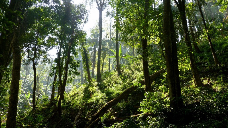 Desmatamento e outras intervenções humanas na floresta prejudicam a readaptação (Foto: Greenpeace/Divulgação)