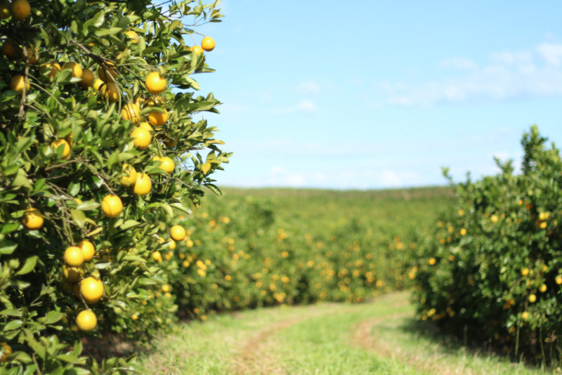 Paraná triplica produção de laranja, com foco na exportação de suco. 24/11/2015. Foto: Pedro Crusiol