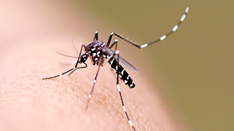 Mosquito transmissor da dengue: doença representa risco quando vírus se multiplica em órgãos humanos (Foto: Divulgação)