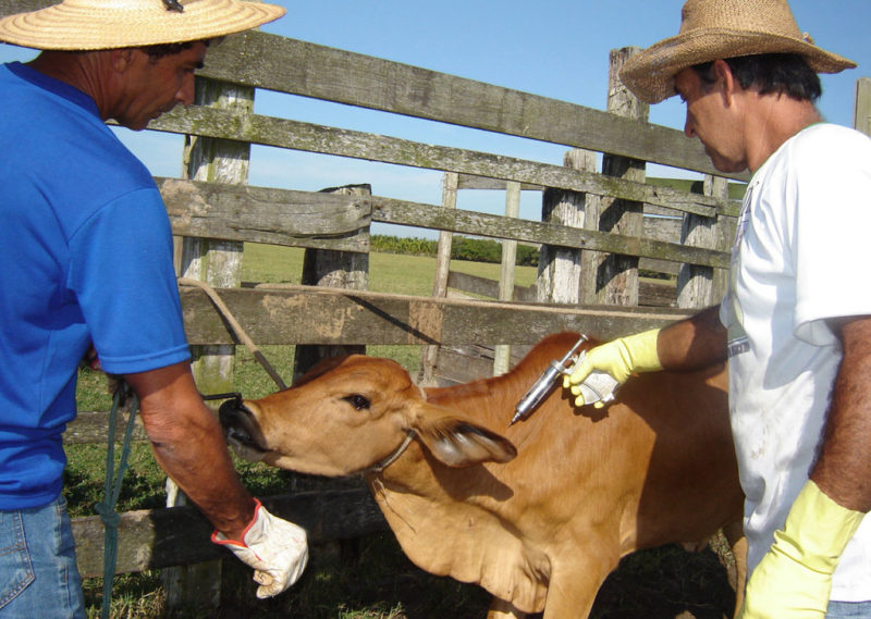 Todo o rebanho bovino e bubalino (búfalos) deverá ser imunizado. (Foto: SEAPEC)