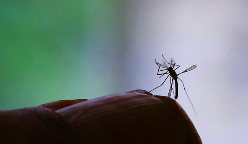 O Ministério da Saúde confirmou a terceira morte provocada pelo zika em adultos no Brasil. Foto: Fernanda Carvalho/ FotosP Públicas