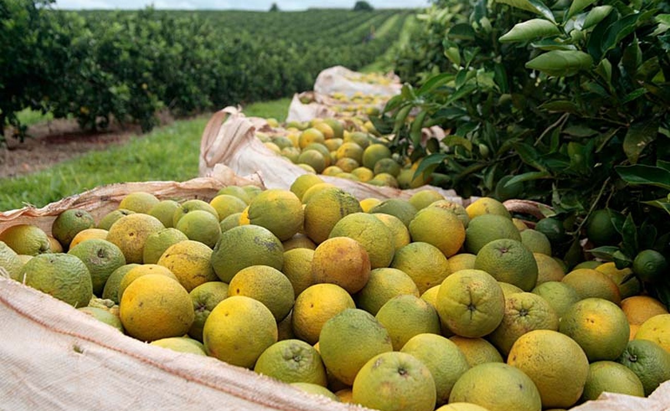 Frutas (Foto: Acervo/Agência Brasil)