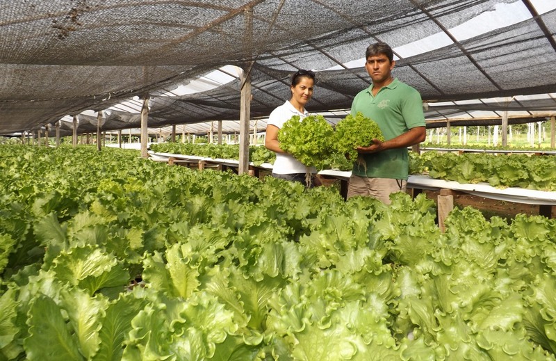 Agricultura familiar (Foto: Aristides Araújo/Secom-RO/Divulgação)