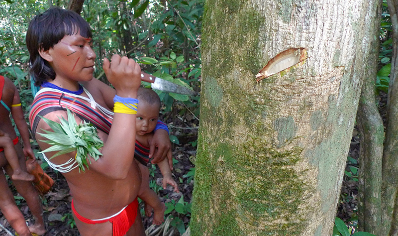 Milliken RBG Kew_Ehuana Yanomami with medicinal Amazonian Zanthoxylum tree (1)