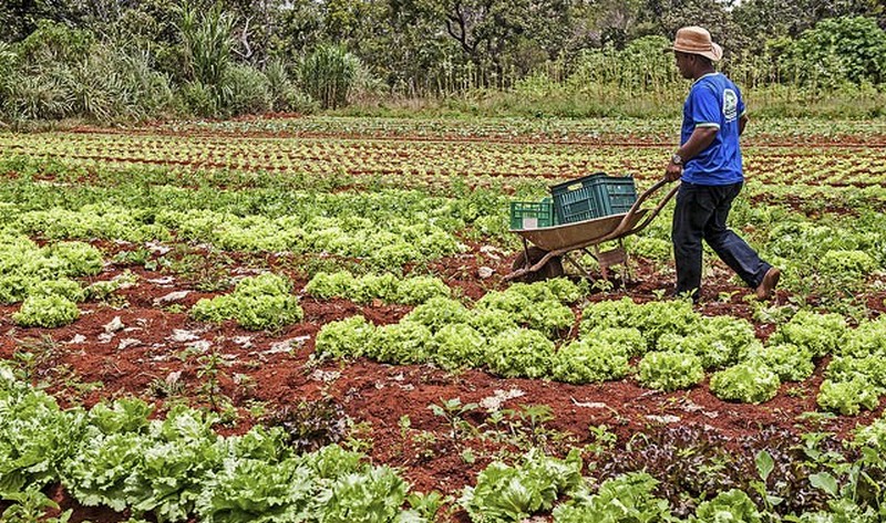 Agricultura (Foto: Sergio Amaral/MDSA)