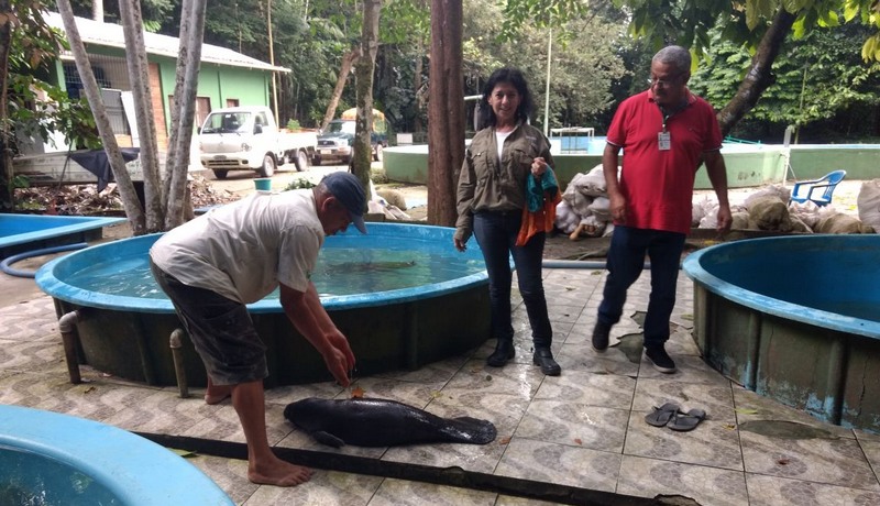 Peixe-boi Inpa (Foto: Ipaam/Divulgação)