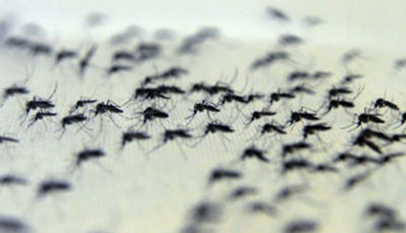 As doenças têm em comum o modo de transmissão pelo mosquito Aedes (Foto: Peter Ilicciev/Agência Brasil)