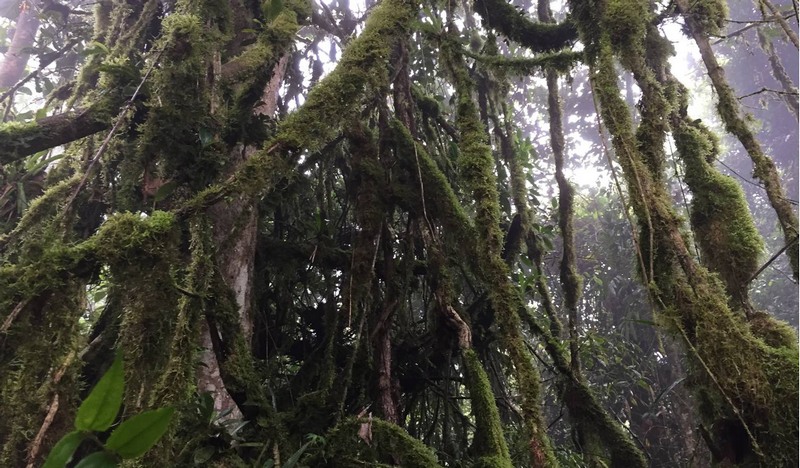 Floresta nas nuvens Apiaú (Foto: Mario Cohn-Haft)