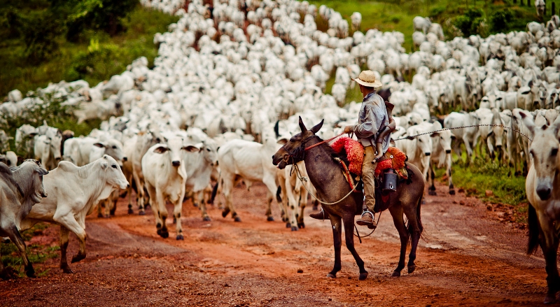 Criadores de gado se unem para reativar frigoríficos em Mato Grosso (Foto: Mayke Toscano/Secom-MT)