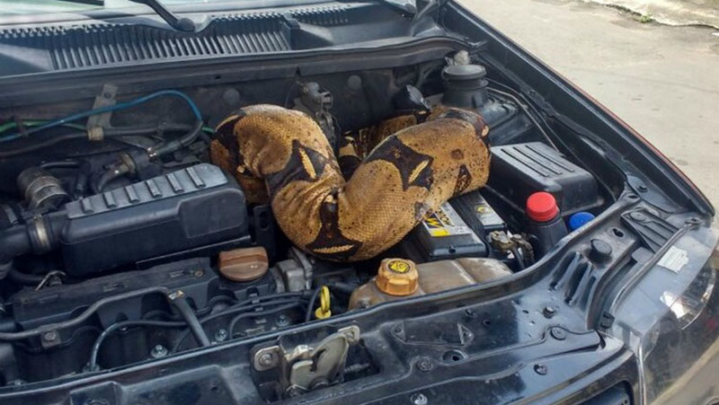 Em abril deste ano, uma jiboia de mais de três metros foi encontrada em motor de carro (Foto:Corpo de Bombeiros/Divulgação)