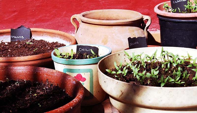 Material orgânico pode ser utilizado na produção de horta caseira (Foto: Agência Brasil)