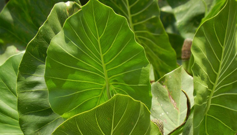 Planta conhecida como aninga é encontrada nas áreas alagadas da Amazônia (Foto: Museu Goeldi/Divulgação)