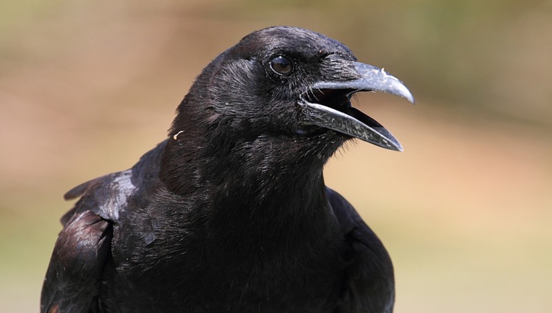 Pesquisadores submeteram corvos a experiências para avaliar percepção das aves (Foto: Divulgação)