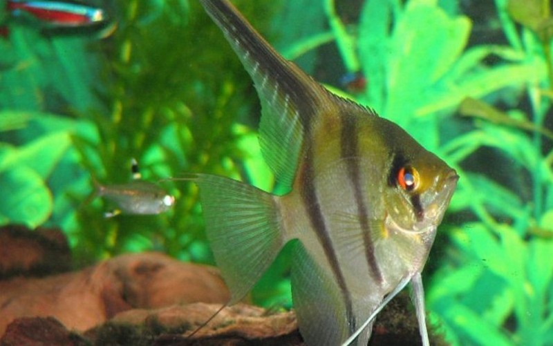 Peixe ornamental da Amazônia tem grande procura no mercado internacional (Foto: Fapeam/Divulgação)