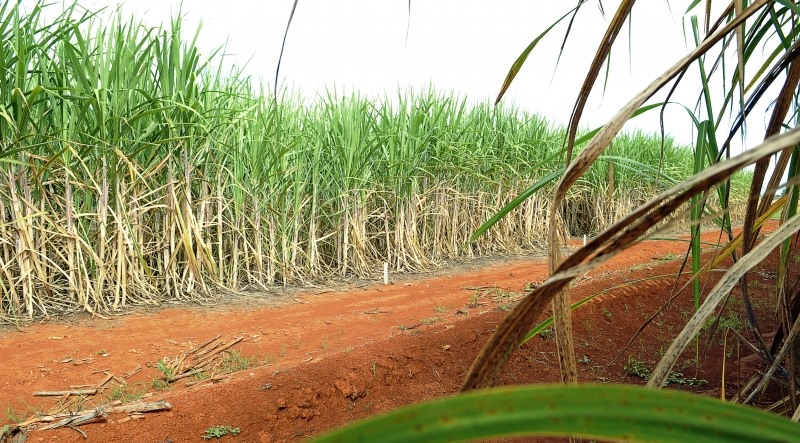 Safra de cana-de-açúcar será menor e deve chegar a 646,34 milhões de toneladas (Foto: Elza Fiúza/ABr)