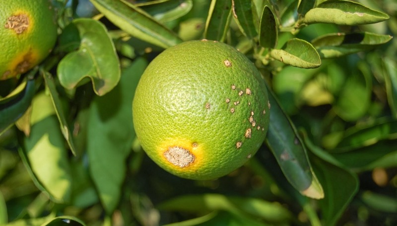Cancro cítrico ataca o laranjal causando queda das folhas e 'lesões' nos frutos (Foto: Sepror/Divulgação)