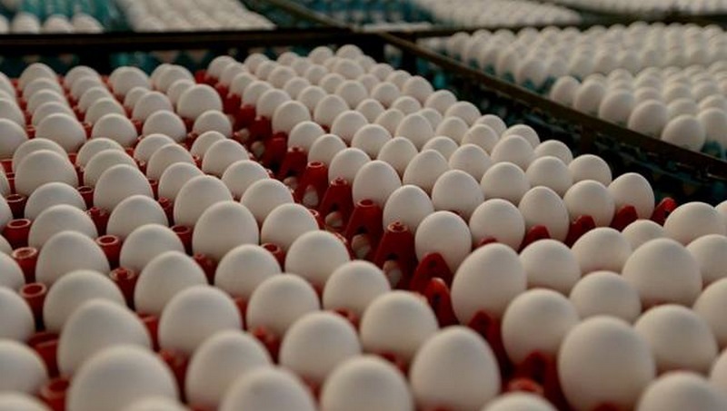 Produção de ovos de galinha aumentou em todo o País, segundo o IBGE (Foto: Paulo Pinto/Fotos Públicas)