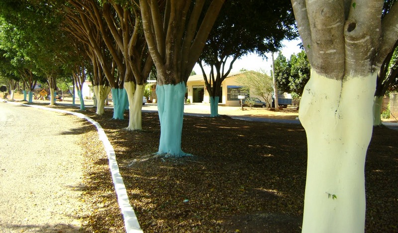 Pintura de troncos de árvores é comum em Manaus como função estética e decoração para o Natal (Foto: Divulgação)
