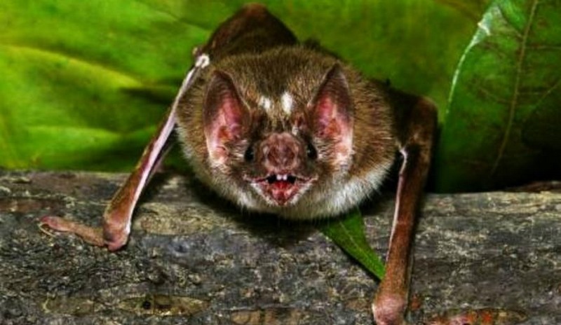 Ataque de morcegos pode gerar contaminação por raiva (Foto: Carlos Poly/SMCS)