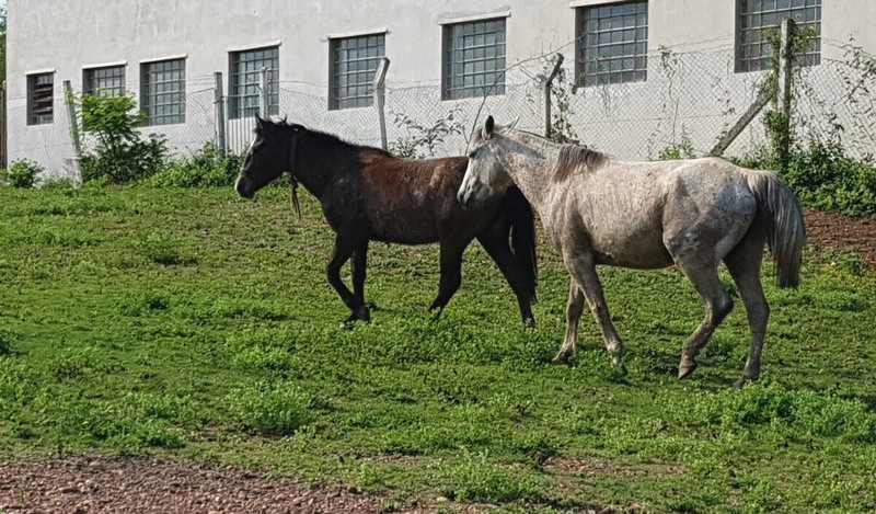 Projeto cria política pública de estímulo à criação de cavalos no País (Foto: Divulgação)