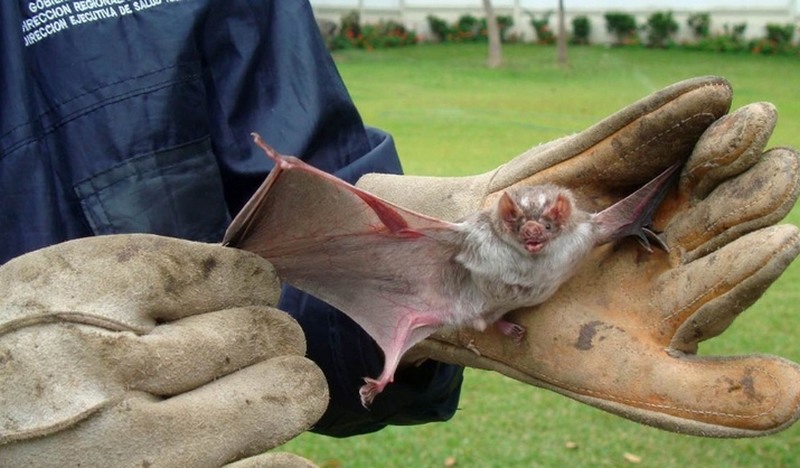 Morcegos foram capturados para exames de laboratório a fim de identificar contaminação por raiva (Foto: USP/Divulgação)