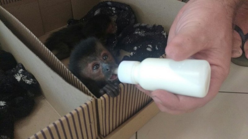 Filhotes de macacos estavam em caixas de papelão, escondidas sob os bancos do veículo (Foto: Polícia Rodoviária/Divulgação)