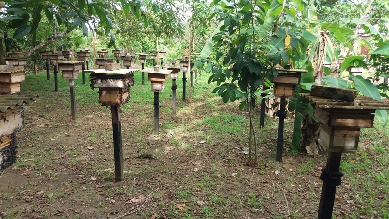 Colmeias cultivadas em Itapiranga. Município concentra polo de produção de mel no Amazonas (Foto: Ipaam/Divulgação)