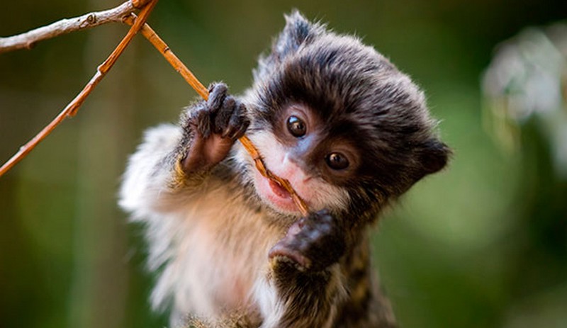 O menor macaco do mundo vive na Amazônia