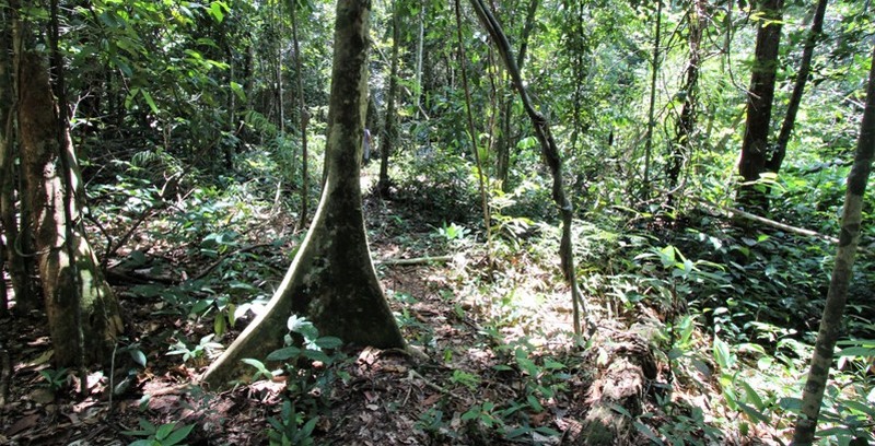 Mata Nativa preservada ajuda a proteger nascente de igarapé na zona leste de Manaus (Foto: Valter Calheiros)