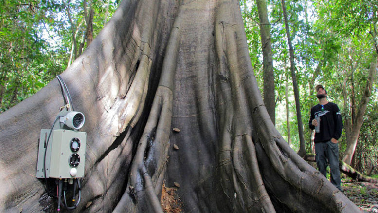 Pesquisadores instalam câmeras e aparelhos de áudio para capturar imagens e sons dos animais na floresta (Foto: João Cunha/Instituto Mamirauá)