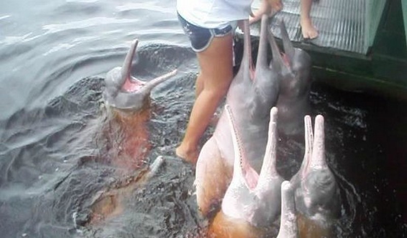 Botos cor-de-rosa no Rio Negro. MPF recomendou que turistas não devem ter contatos com animais silvestres (Foto: Divulgação)