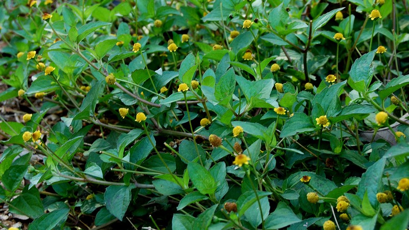 Patente de substância do jambu nos EUA inviabiliza estudos da erva no Amazonas