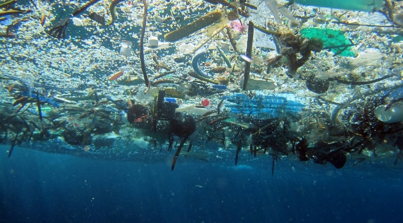 Plástico nos oceanos: poluição mortal para animais da vida marinha (Foto: NOAA Marine/Debris Program/Divulgação)