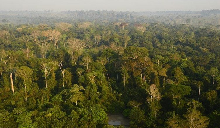 Preservação da floresta amazônica apenas centrada no carbono é arriscada, alerta estudo da Embrapa (Foto: Embrapa-PA/Divulgação)