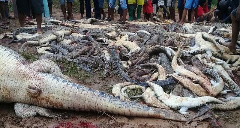 Pilha de filhos de crocodilos foi exibida pelos moradores do distrito de Sorong (Foto: YouTube/Reprodução)